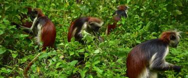 Troop of Zanzibar red colobus