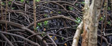 Mangrove tree roots