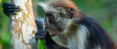 Zanzibar red colobus