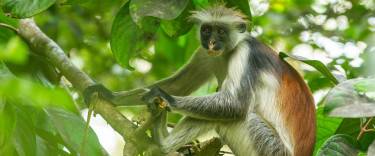 Zanzibar red colobus