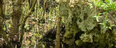 Mangroves grwing between coral rocks