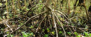 Mangroves