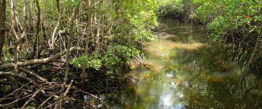Mangroves