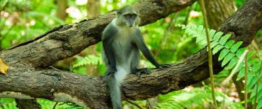 Blue monkey