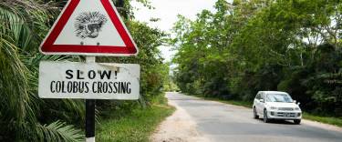 The road bisecting Jozani Forest