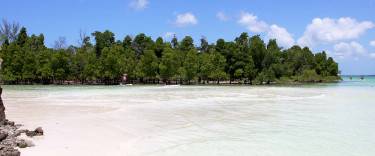 Mangroves at Michamvi Kae