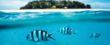 Snorkeling around Mnemba Island