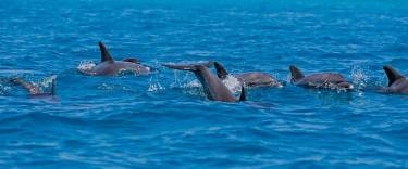 Dolphins swimming near the shore