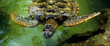 Green turtles at Nungwi Mnarani Aquarium