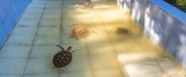 Hatchlings at Nungwi Mnarani Aquarium