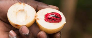 Farm worker on a spice plantation presenting freshly harvested nutmeg and mace