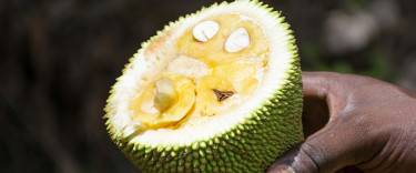 Man peeling jackfruit