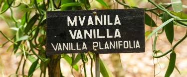 Vanilla vine