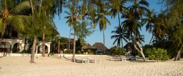 Palm-lined beach