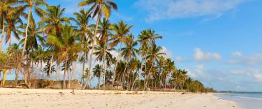 Palm-lined beach