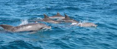 Dolphins swimming near Kizimkazi village