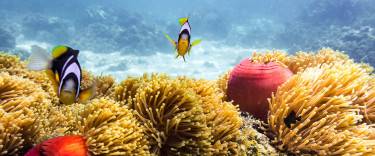 Coral reef