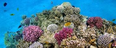 Coral reef
