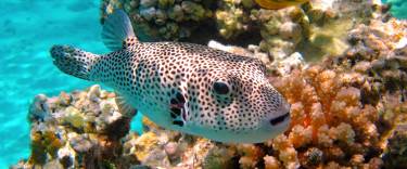Puffer fish