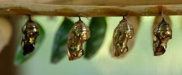 Pupa at Zanzibar Butterfly Centre