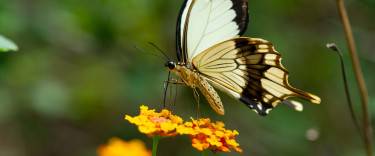 African swallowtail at Zanzibar Butterfly Centre