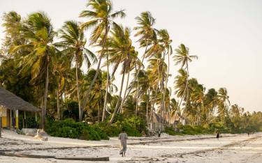 Palm-lined beach