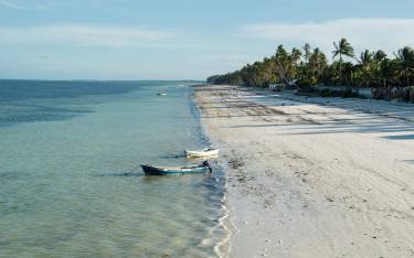 Palm-lined beach
