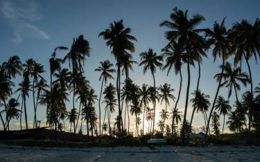 Palm trees at sunset