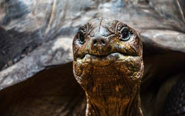 Giant tortoise