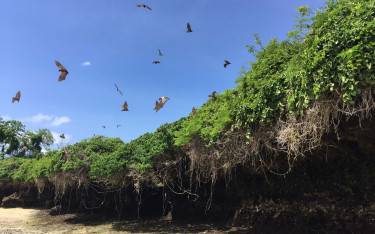 Fruit bat colony