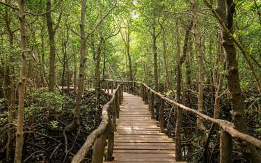 Thumbnail of Mangrove boardwalk