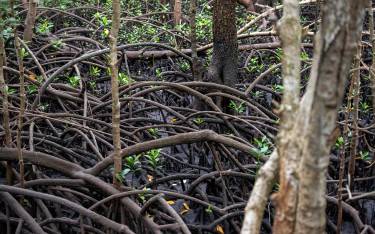 Thumbnail of Mangrove tree roots