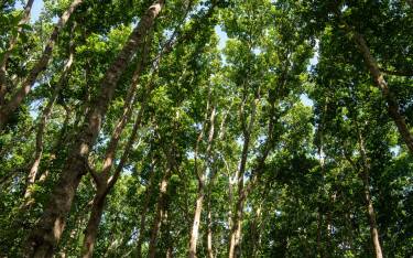 Mahogany trees