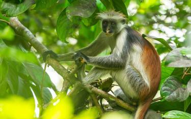 Zanzibar red colobus