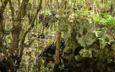 Thumbnail of Mangroves grwing between coral rocks