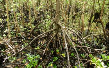 Thumbnail of Mangroves