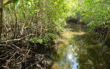 Thumbnail of Mangroves