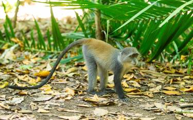 Blue monkey