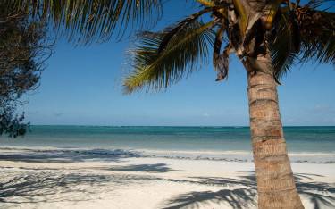 Palm tree on the beach