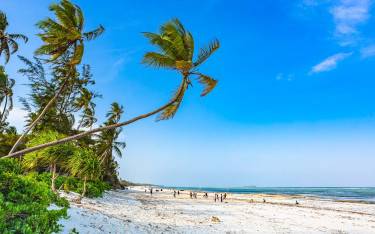 Palm-lined sandy beach