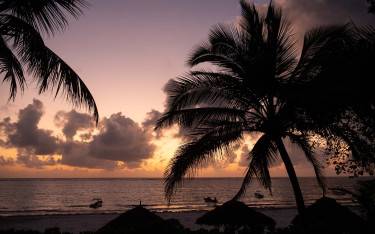 Palm trees at sunrise