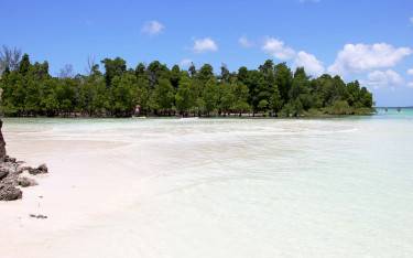 Thumbnail of Mangroves at Michamvi Kae