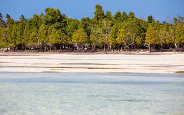 Mangroves at Michamvi Kae
