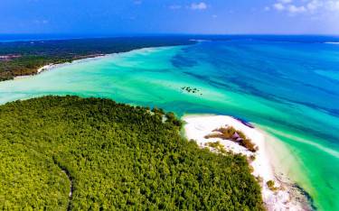 Mangrove forest