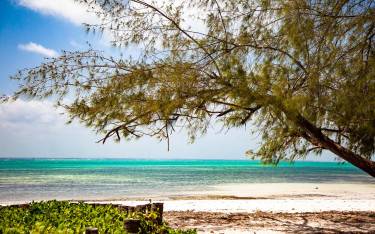 Casuarina trees on the beach