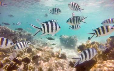 Coral reef with scissortail sergeants 