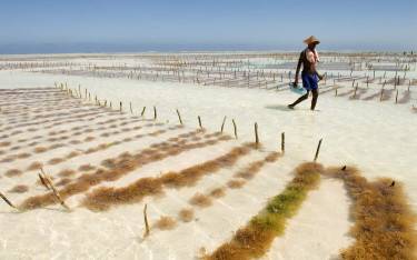 Seaweed farming in the Indian Ocean