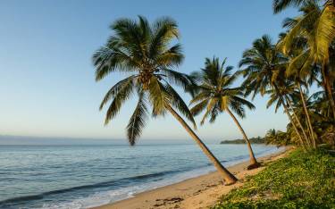 Thumbnail of Palm-lined beach