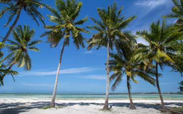 Palm trees
