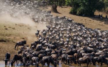 Wildebeest migration